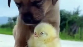 Try Not To Laugh - Funny Dogs Videos Compilation - Adorable Dogs