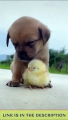 Try Not To Laugh - Funny Dogs Videos Compilation - Adorable Dogs