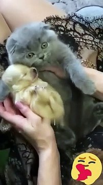 Hey one in a Million love cat Cute kitten hugs puppy #shorts #pets #cats #puppy #dog