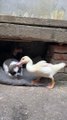 Duck And Dogs Fight With Each Other | Animals Funny Reactions | Animals Funny Moments | Cute Pets #animals #pets #fun #love #cute #beautiful #dog #duck