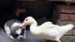 Duck And Dogs Fight With Each Other | Animals Funny Reactions | Animals Funny Moments | Cute Pets #animals #pets #fun #love #cute #beautiful #dog #duck