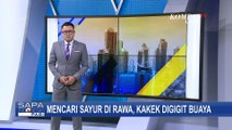Seorang Kakek di Makassar Mendapat 25 Jahitan Akibat Gigitan Buaya Saat Mencari Sayur di Rawa