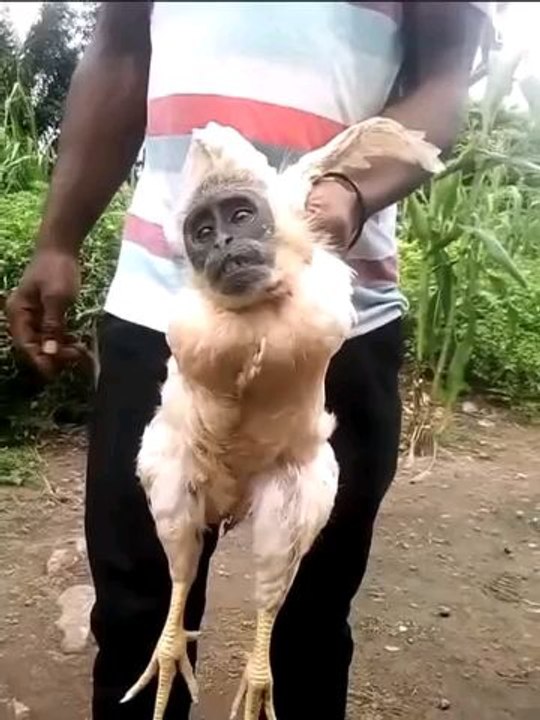 Milton Waits Ass spiral. Egypt ancient baboon hierarchy