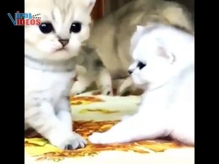 5 Minutes of Adorable Playing Kittens || BEST Compilation 01
