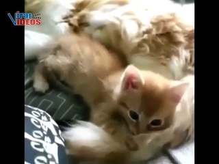 5 Minutes of Adorable Playing Kittens || BEST Compilation 04