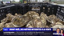 Loire-Atlantique: après une intoxication alimentaire collective, des huîtres interdites à la vente