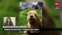 Roban instalación eléctrica a 'Fundación Toby', refugio para animales en la CdMx