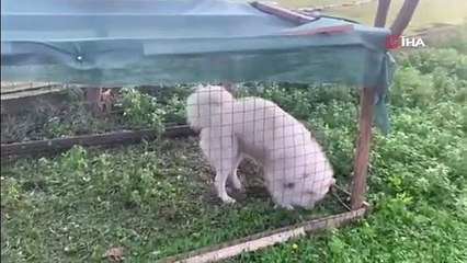 Ördekleri telef eden köpeği yakalayarak ördek kafesine kilitledi