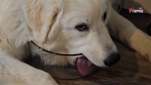 Le bol d'eau du chien est vide : il improvise une mise en scène devant 14,7M de personnes hilares (vidéo)