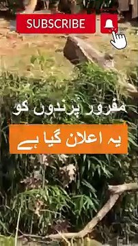 Viral sad Poetry | Poetry In Urdu | Poetry In Hindi | best poetry satus | Weird Stories #urdu #hindi