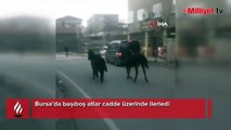 Bursa’da başıboş atlar trafiğe çıktı