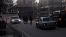 Bursa’da başıboş atlar trafikte böyle görüntülendi