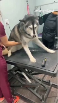 The End #funny #funnyvideos #animals #dog #cat #pet #viarl #foryou