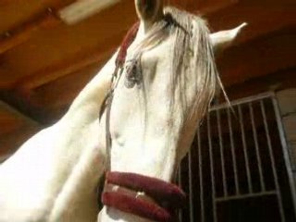 Pacifico , mon amour , mon toujours !