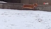 Cane va nella neve per la prima volta: ciò che fa per evitarla è comico (Video)