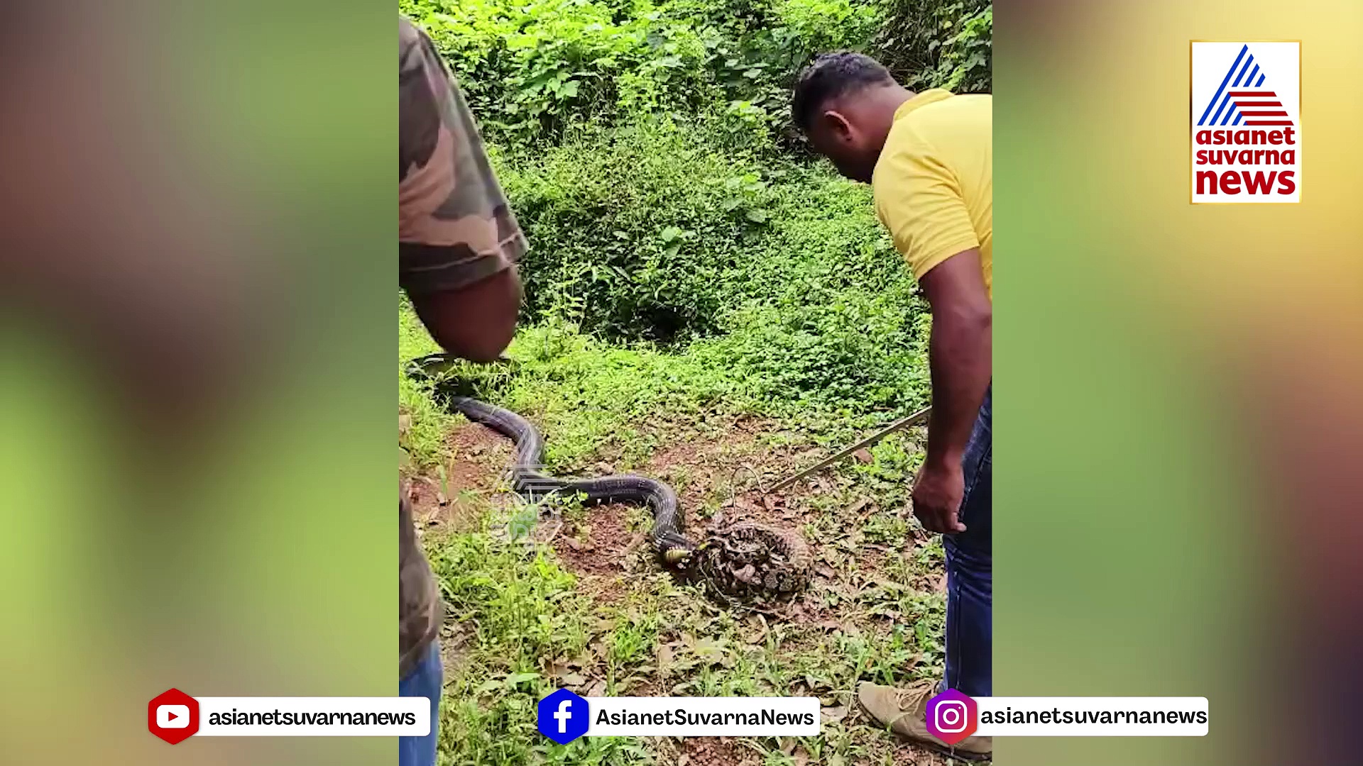 ಅಬ್ಬಾಬ್ಬ..! ಹೆಬ್ಬಾವನ್ನೇ ಬೇಟೆಯಾಡಿದ ಕಾಳಿಂಗ: ಭಯಾನಕ ವಿಡಿಯೋ 