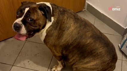 Rozpacz, która rozdziera serce: przywieźli psa do schroniska i bez pożegnania zamknęli za sobą drzwi