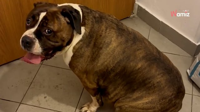 Rozpacz, która rozdziera serce: przywieźli psa do schroniska i bez pożegnania zamknęli za sobą drzwi