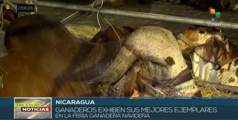 Ganaderos nicaragüenses exhiben sus mejores ejemplares en feria navideña
