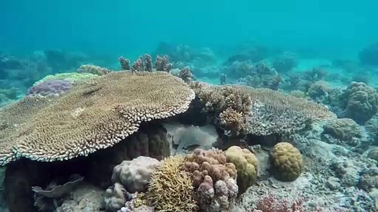 Underwater Creatures