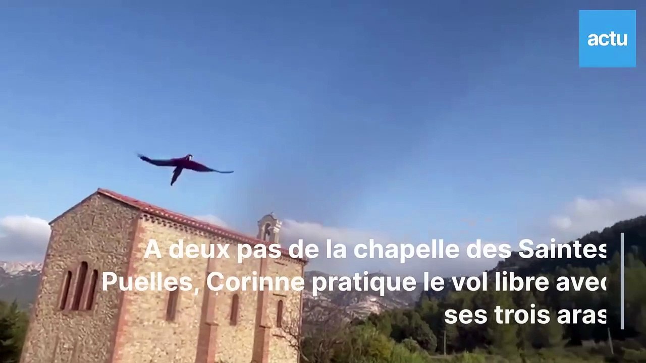 Près de Perpignan. Ses perroquets lâchés en pleine nature offrent un spectacle extraordinaire