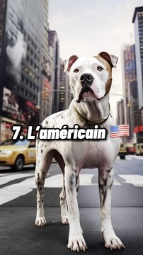 Top 10 des chiens clichés par pays selon une I.A