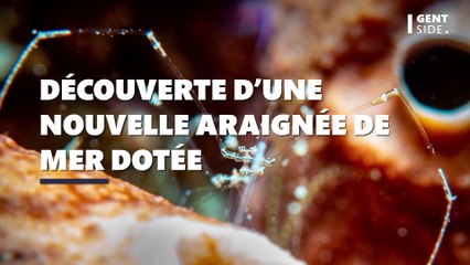 Découverte d’une nouvelle araignée de mer dotée de “gants de boxe”