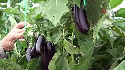 Amasya'da yaz ürününü kışın hasat etti, 3 katı fiyatına sattı: Kilosu 17 TL!