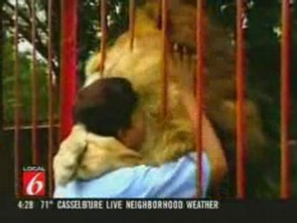 Un lion qui aime son maître...