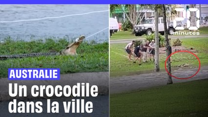Australie : Un crocodile capturé par les autorités au milieu de la ville d'Ingham #shorts