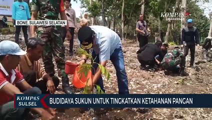 Budidaya Sukun Untuk Tingkatkan Ketahanan Pangan