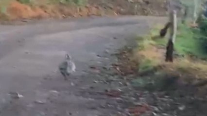 Rize'de nadir rastlanılan 'ur kekliği' görüntülendi