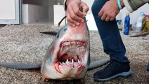 Mersin'de kıyıya vuran nesli tükenme tehlikesi altındaki Mako türü köpek balığı öldü