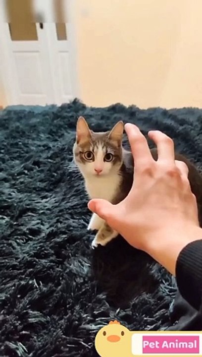 Pet Animals