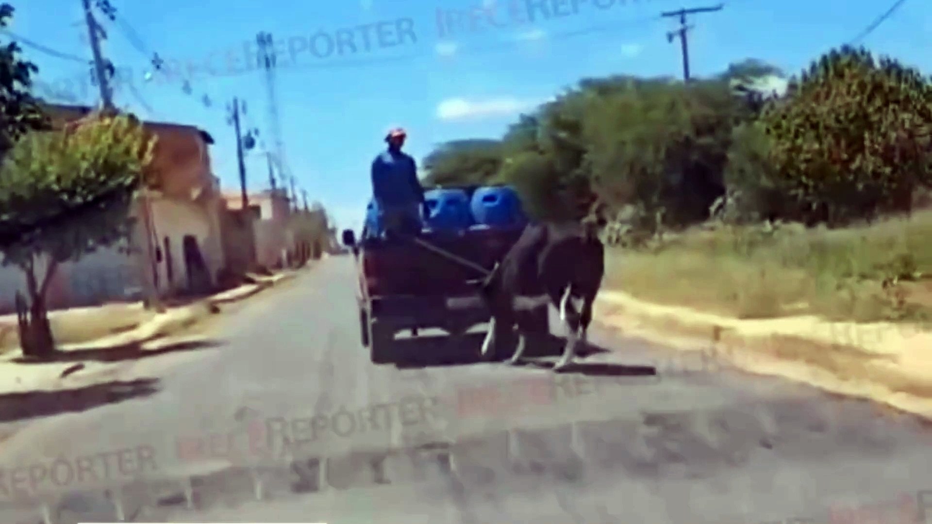 Vaca é arrastada por carro em cidade no interior da Bahia