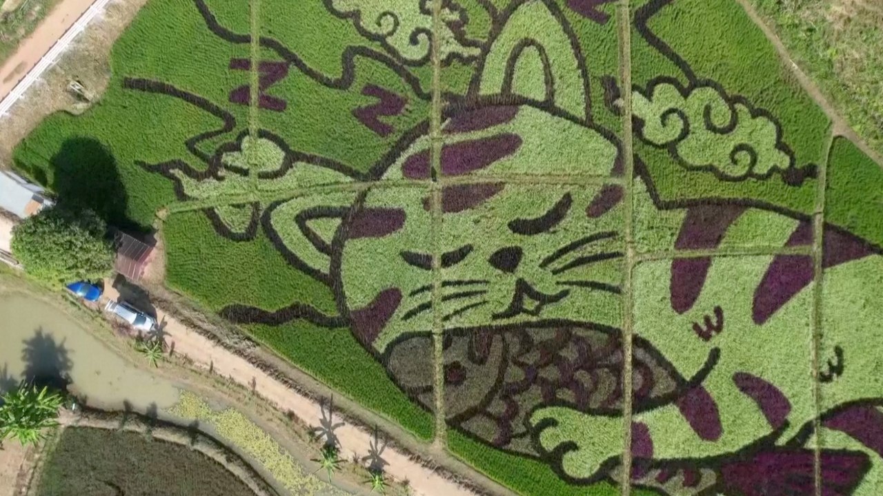 Thai Farmer Turns Rice Paddies into Whimsical Cat Art with Rainbow Rice
