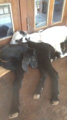 Cute Baby Goat Sleeping