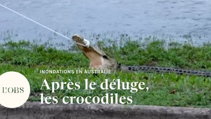 En Australie, les inondations amènent des crocodiles en ville