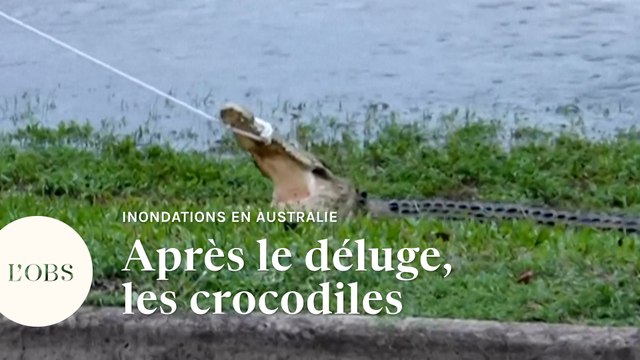 En Australie, les inondations amènent des crocodiles en ville