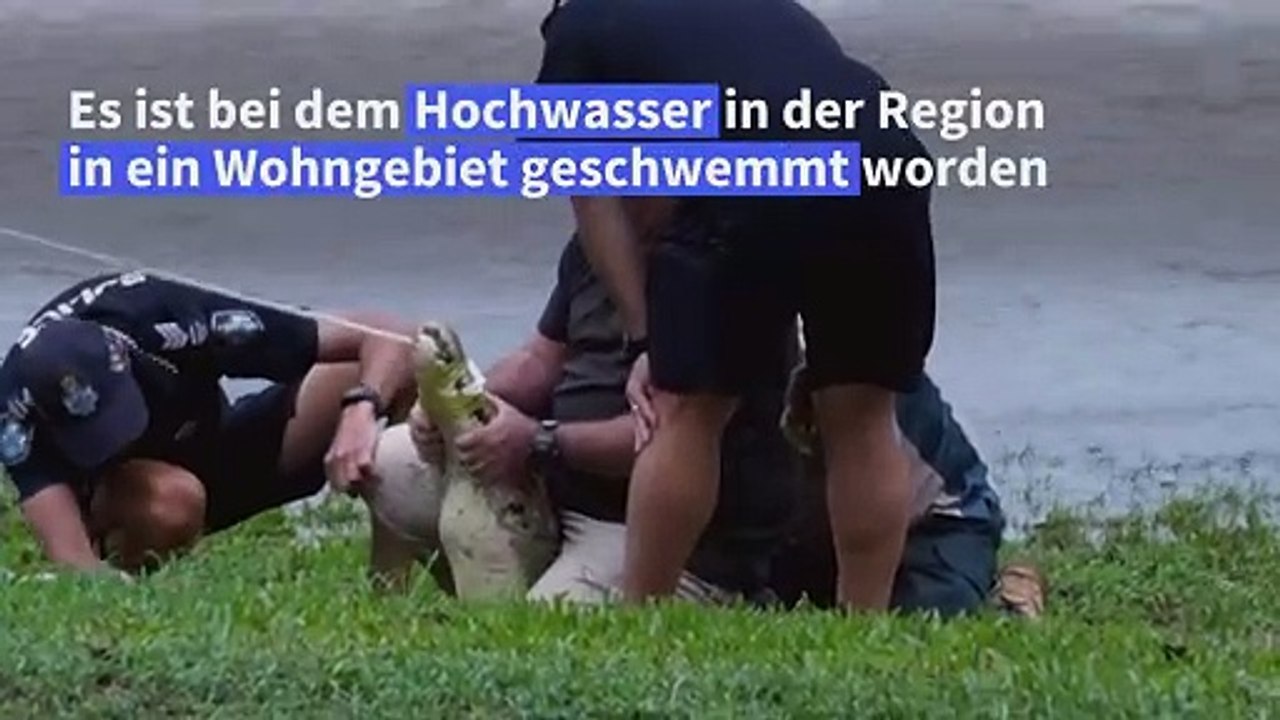 Krokodil in Australien aus Bach in Wohngebiet gefischt