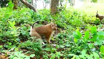 Melona bite, and throw teenaged monkey away, teenaged monkey is afraid of python released (720p_25fps_H264-192kbit_AAC)