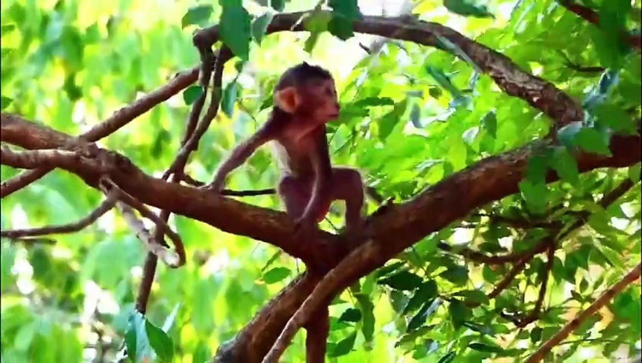 Melona left poorest baby lonely on the high tree, Benny feel scare, and try to look for mother (720p_25fps_H264-192kbit_AAC)