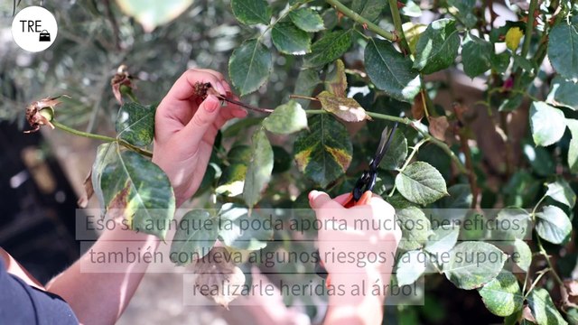 El truco con el que tus limoneros, naranjos e higueras se recuperan más fácil y rápido de la poda