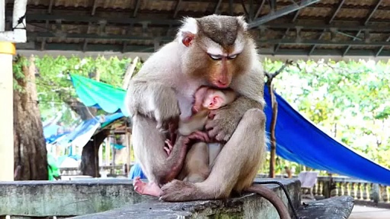Million pity for baby Monaco, Molia warn baby strongly, Monaco having too much with her (720p_30fps_H264-192kbit_AAC)