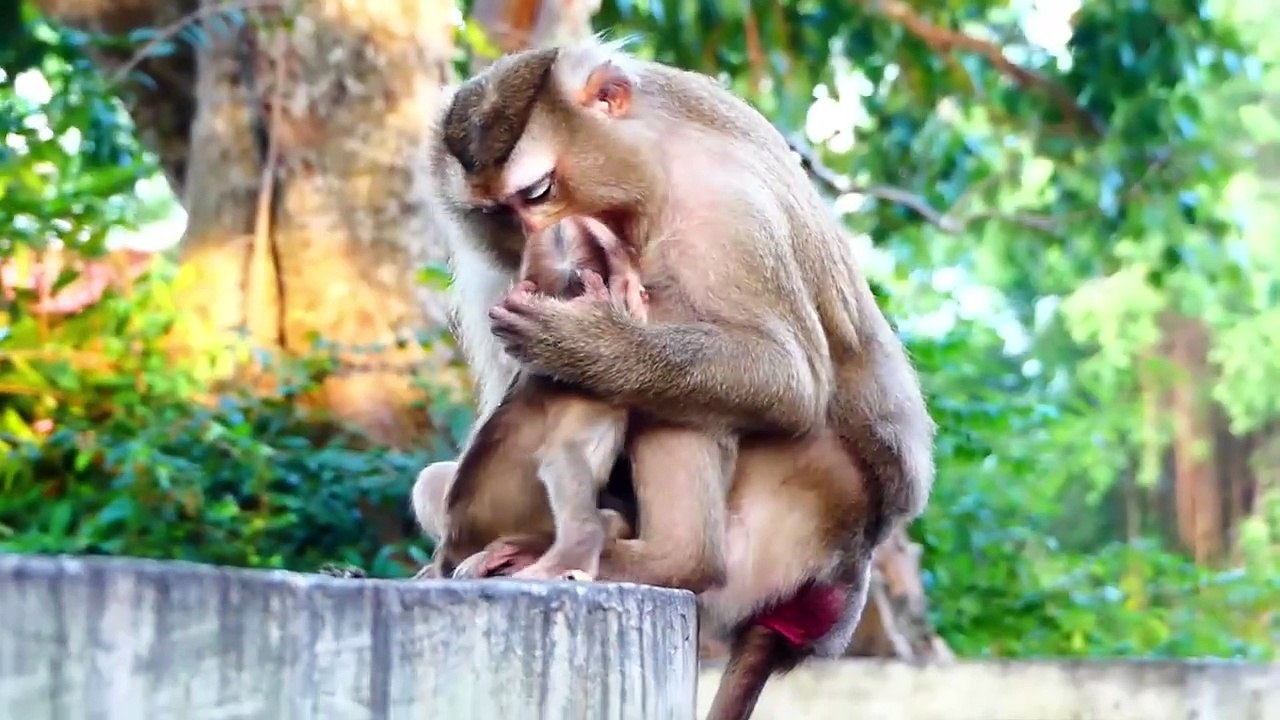 Million pity for baby Monaco, Molia warn baby strongly, Monaco having too much with her (720p_25fps_H264-192kbit_AAC)