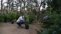 Los beneficios ecológicos de los árboles de navidad naturales