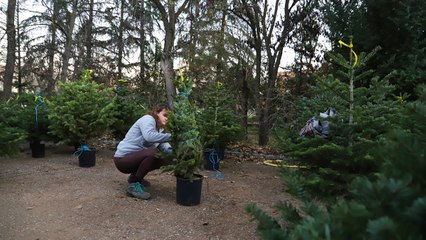 Los beneficios ecológicos de los árboles de navidad naturales