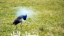 The bird that starts the fire