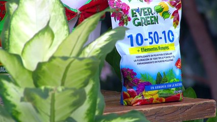 bd-publireportaje-evergreen-181223