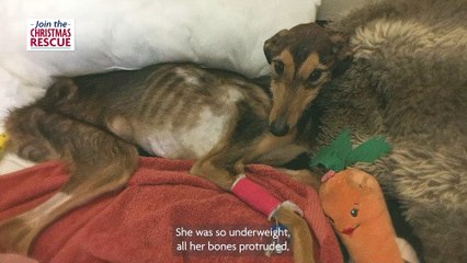 'Thinnest dog RSPCA had ever seen' makes incredible recovery